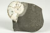 Iridescent Ammonite (Deshayesites) Fossil - Russia #207455-1